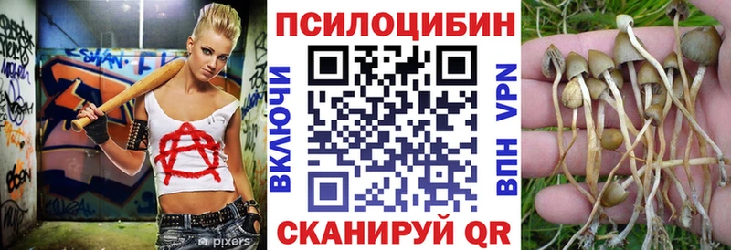 где купить   Фатеж  Галлюциногенные грибы GOLDEN TEACHER 